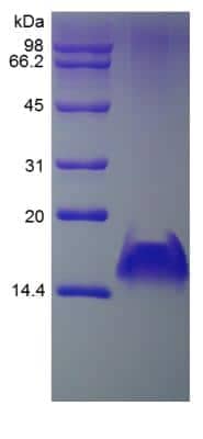 SDS-PAGE: Recombinant Human CXCL9/MIG Protein [NBP2-35008]