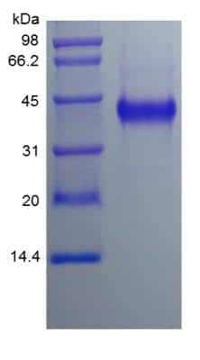 SDS-PAGE: Recombinant Human Cyr61/CCN1 Protein [NBP2-34944]