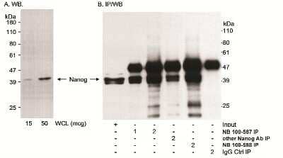 Immunoprecipitation: Human ESC Marker Antibody Pack [NBP1-42825]