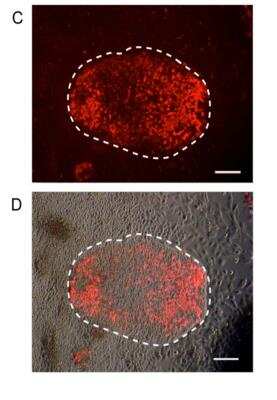 Live Imaging Microscopy: Human ESC Marker Antibody Pack [NBP1-42825]