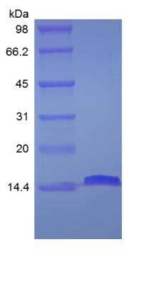 SDS-PAGE: Recombinant Human FABP2/I-FABP Protein [NBP2-35004]