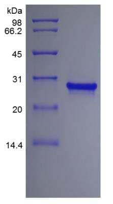 SDS-PAGE: Recombinant Human FGF-13 Protein [NBP2-35009]