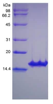 SDS-PAGE: Recombinant Human GDNF Protein [NBP2-34888]