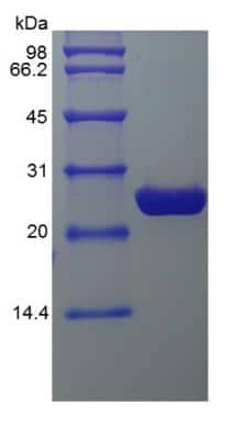 SDS-PAGE: Recombinant eGFP Protein [NBP2-34923]