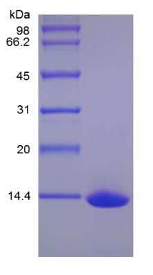 SDS-PAGE: Recombinant Human GITR Ligand/TNFSF18 Protein [NBP2-35053]