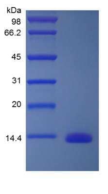 SDS-PAGE: Recombinant Human Galectin-1 Protein [NBP2-34878]