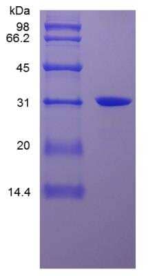 SDS-PAGE: Recombinant Human HMGB1/HMG-1 His (C-Term) Protein [NBP2-34960]