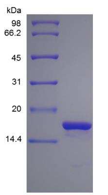 SDS-PAGE: Recombinant Human IL-1 alpha/IL-1F1 Protein [NBP2-35051]