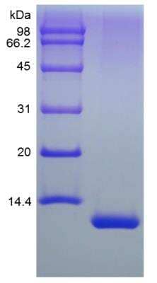 SDS-PAGE: Recombinant Human IL-13 Protein [NBP2-35018]