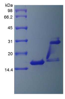 SDS-PAGE: Recombinant Human IL-17/IL-17A Protein [NBP2-35040]