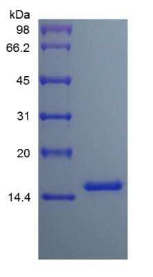 SDS-PAGE: Recombinant Human IL-3 Protein [NBP2-34863]