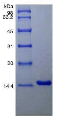 SDS-PAGE: Recombinant Human IL-4 Protein [NBP2-34896]