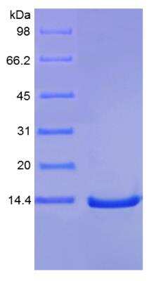 SDS-PAGE: Recombinant Human IL-9 Protein [NBP2-34909]