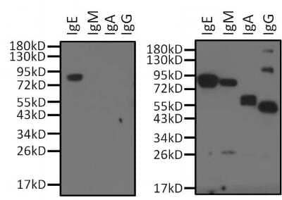 Western Blot: Human IgE Antibody (F4-#16) [NBP1-78578]