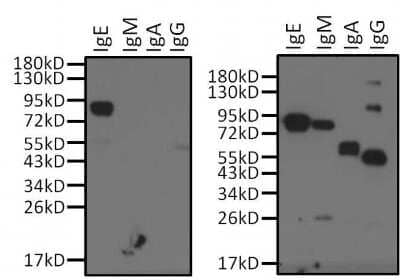 Western Blot: Human IgE Antibody (Fc-2001) [NBP1-78601]