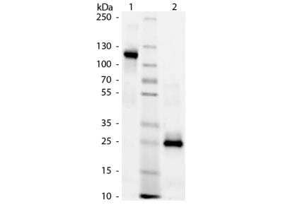 SDS-PAGE: Human IgG, Fab2 Native Protein [NBP1-96779]