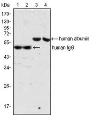 Western Blot: Mouse anti-Human IgG (H+L) Secondary Antibody (4D2D9G8) [NBP1-51523]