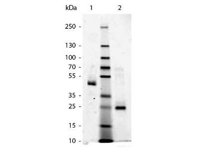 SDS-PAGE: Human IgG F(ab) Isotype Control [NBP1-97020]