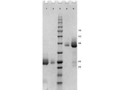 SDS-PAGE: Human IgG F(ab) Isotype Control [NBP1-97020]