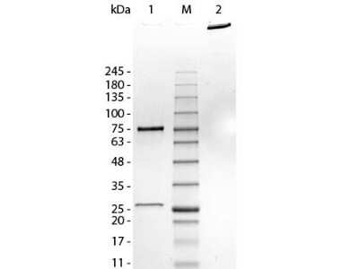 SDS-PAGE: Human IgM Native Protein [NBP1-97056]