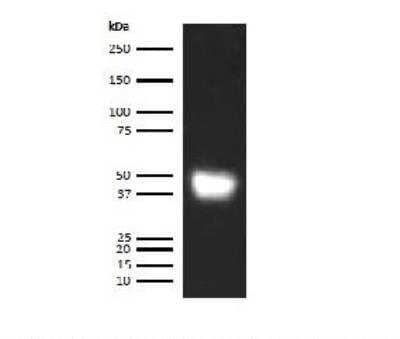 Western Blot: Human LRG1 ELISA Kit (Colorimetric) [NBP2-60577]