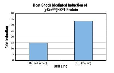 ELISA: Human, Mouse HSF1 [p Ser326] ELISA Kit (Colorimetric) [NBP2-62150]