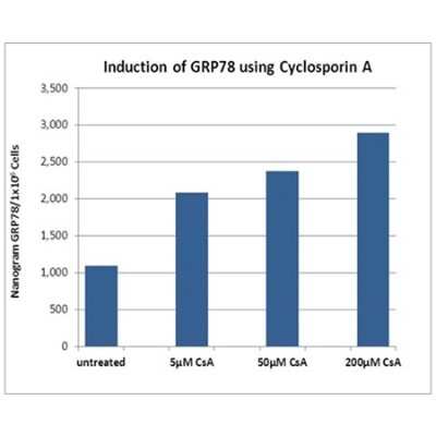 ELISA: Human, Mouse, Rat GRP78/HSPA5 ELISA Kit (Colorimetric) [NBP2-62145]
