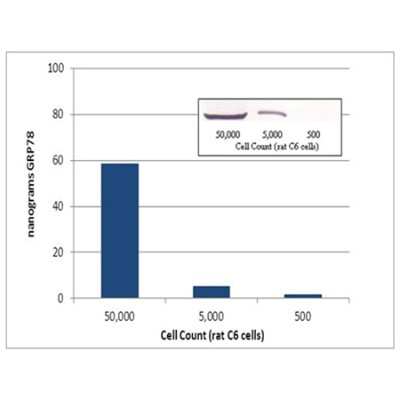 ELISA: Human, Mouse, Rat GRP78/HSPA5 ELISA Kit (Colorimetric) [NBP2-62145]