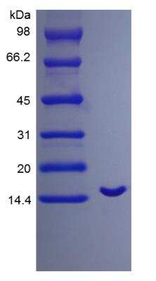 SDS-PAGE: Recombinant Human NT-4 Protein [NBP2-35106]