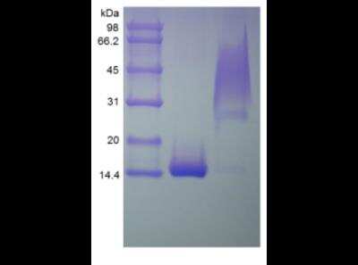 SDS-PAGE: Recombinant Human PDGF-BB Protein [NBP2-35203]