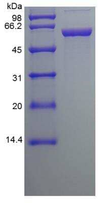 SDS-PAGE: Recombinant Human Protein Disulfide Isomerase/P4HB Protein [NBP2-35195]