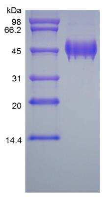 SDS-PAGE: Recombinant Human Serpin F1/PEDF Protein [NBP2-35205]