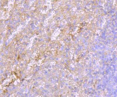 Immunohistochemistry-Paraffin: Human Serum Albumin Antibody (JF32-10) [NBP2-66894]