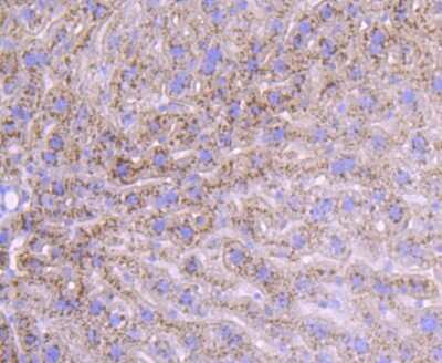 Immunohistochemistry-Paraffin: Human Serum Albumin Antibody (JF32-10) [NBP2-66894]