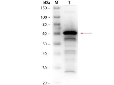 Western Blot: Human Serum Albumin Antibody [NBP2-21669]