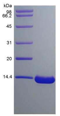 SDS-PAGE: Recombinant Human TAFA2/FAM19A2 Protein [NBP2-35034]