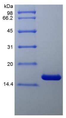 SDS-PAGE: Recombinant Human TNF-alpha Protein [NBP2-35076]