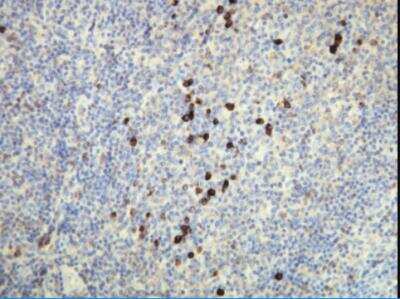 Immunohistochemistry-Paraffin: Lambda Light Chain Antibody (K22-Y) [NBP1-30142]