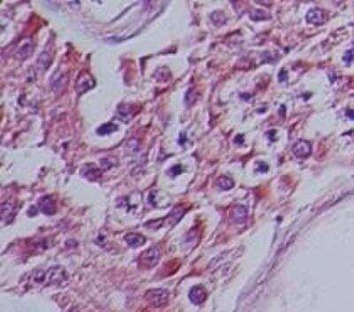 Immunohistochemistry-Paraffin: Humanin Antibody [NB100-56877]