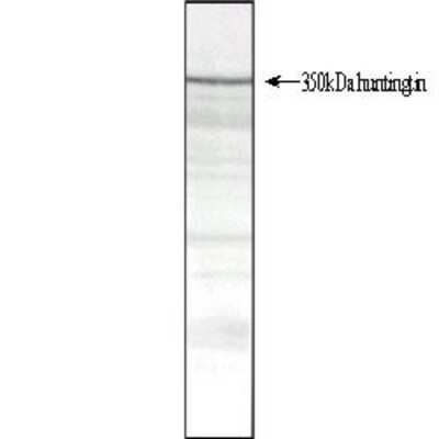 Western Blot: Huntingtin Antibody (HDB4E10)BSA Free [NB600-1197]