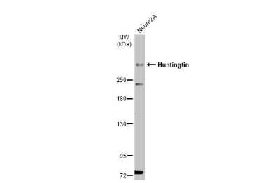 Western Blot: Huntingtin Antibody [NBP3-13106]
