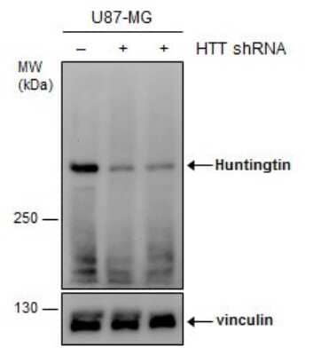 Western Blot: Huntingtin Antibody [NBP3-13106]