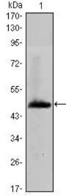 Western Blot: Hyaluronan synthase 1 Antibody (3E10)BSA Free [NBP1-51635]