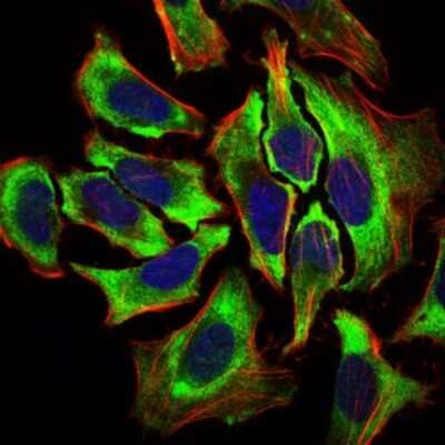 Immunocytochemistry/ Immunofluorescence: Hyaluronan synthase 2 Antibody (4E7) - BSA Free [NBP2-37446]