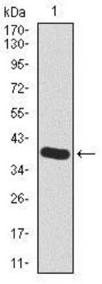 Western Blot: Hyaluronan synthase 2 Antibody (4E7)BSA Free [NBP2-37446]