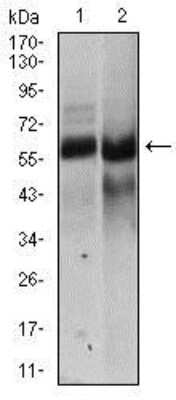 Western Blot: Hyaluronan synthase 2 Antibody (4E7)BSA Free [NBP2-37446]