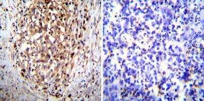 Immunohistochemistry-Paraffin: Hydrogen Potassium ATPase Beta Antibody (2G11) [NB300-583]