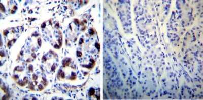 Immunohistochemistry-Paraffin: Hydrogen Potassium ATPase Beta Antibody (2G11) [NB300-583]
