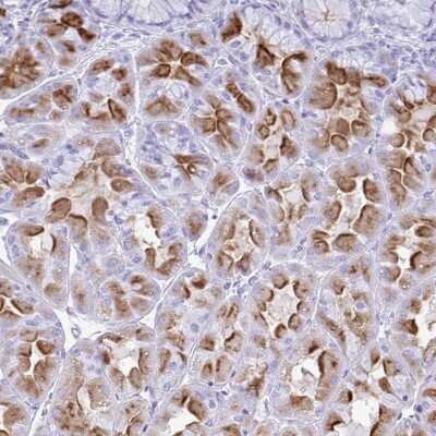 Immunohistochemistry-Paraffin: Hydrogen Potassium ATPase Beta Antibody [NBP2-38674]