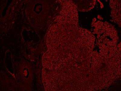 Immunohistochemistry-Paraffin: Hydroxyacid Oxidase-1/HAO-1 Antibody [NBP2-14080]
